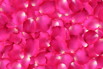 Pink rose petals for background.