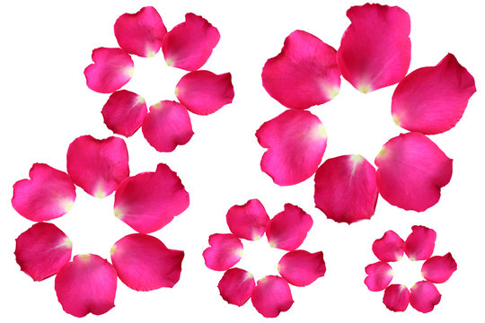 Round Pink rose petals isolated on a white background.