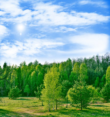 Landscape with the bright green trees and blue sky.