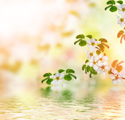 Fototapety  Kwitnąca gałąź jabłka. Jasne kolorowe wiosenne kwiaty