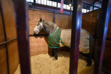 Horse covered with a green blanket in a stable