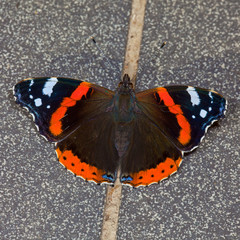 The butterfly on road