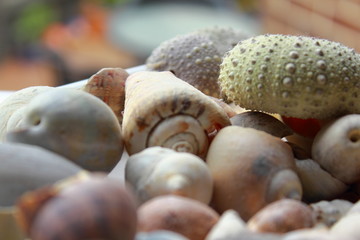shells