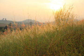 Fototapeta premium Field of Melinis Repens in the morning