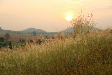 Field of Melinis Repens in the morning
