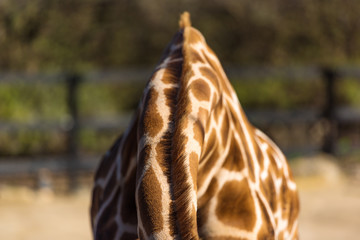 Geometric patterns of Giraffes skin