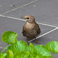 Nestling birds