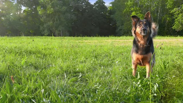 Pretty funny dog .Young german shepherd waiting with impatience to run a toy. Against the background of green park on a sunny beautiful day. Walk and playing with a dog.