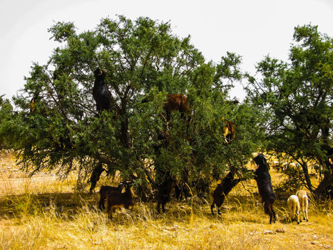 Goats on the branches of argania tree, Morocco