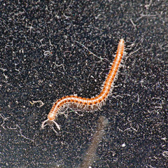 Rare centipede on the mirror