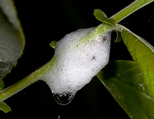 Cocoon spittlebug