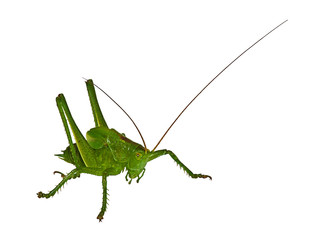 Grasshopper