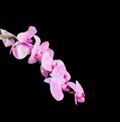 Fototapeta na wymiar Beautiful orchid flower isolated