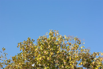 tree on blue sky background