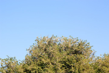 tree on blue sky background