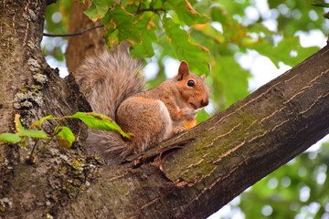 Cute Squirrel Eating Chip on a Tree Branch in Boston City