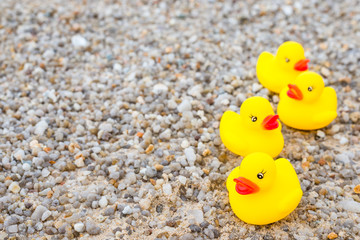 Fototapeta na wymiar Family holiday concept with rubber ducks walking