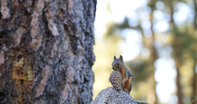 Cute Squirrel with Pine Cone in Woodland