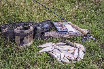 Fish caught fly fishing