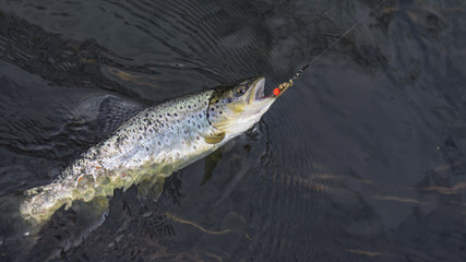 Brown trout caught lure