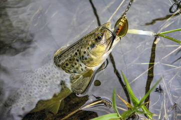 Brown trout caught lure