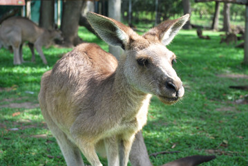 Close up of Australian Grey Kangaroo standing out in the field