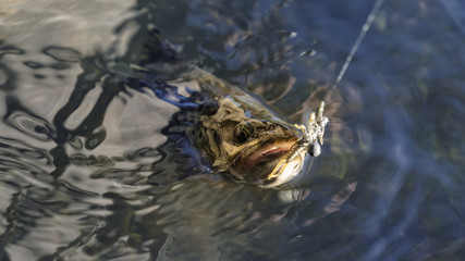 Trout caught fly fishing