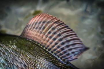 Fish fin. Grayling.