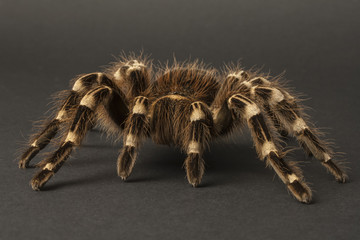 Closeup of a large spider, Theraphosidae