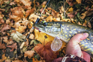 Pike caught on spinning during the autumn time.