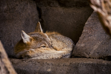 Fennec fox curled up