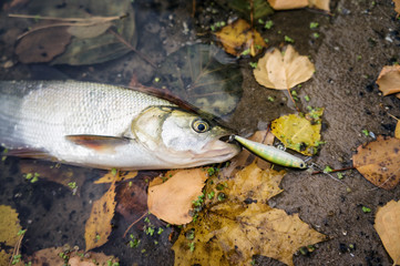 Asp caught on spinning during the autumn time.