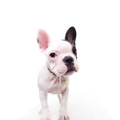black and white french bulldog puppy dog standing