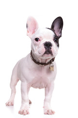 Fototapeta premium full body picture of a standing french bulldog puppy dog
