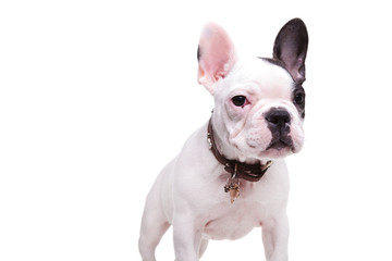 Fototapeta premium cute french bulldor puppy dog standing