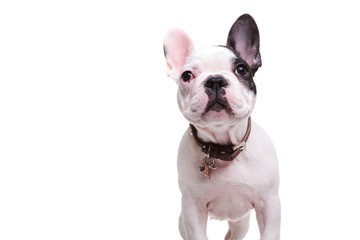 standing little french bulldog puppy dog is looking up © Viorel Sima