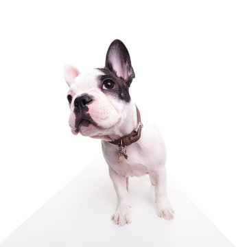 wide angle picture of a cute french bulldog looking curious