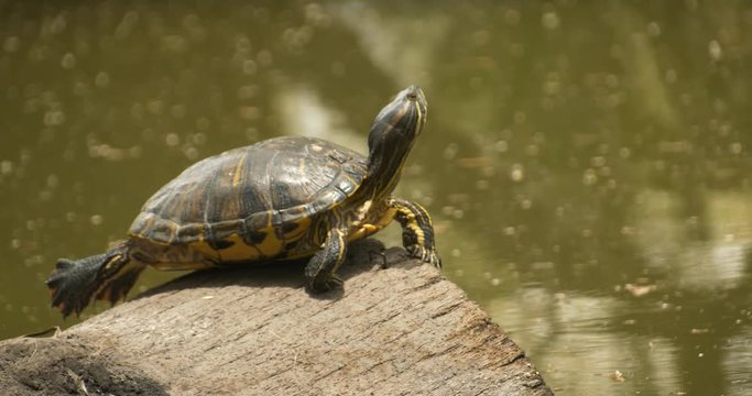 Terrapin Jumps off Log into Water