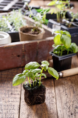 Seedlings of green basil.