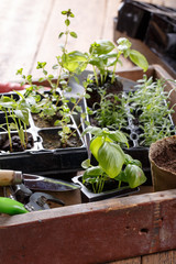 Seedlings of green basil, thyme, lavender, pepper.