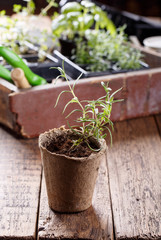 Seedlings of rosemary.