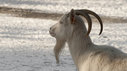 White goat with big horns