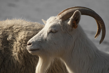 White goat with big horns