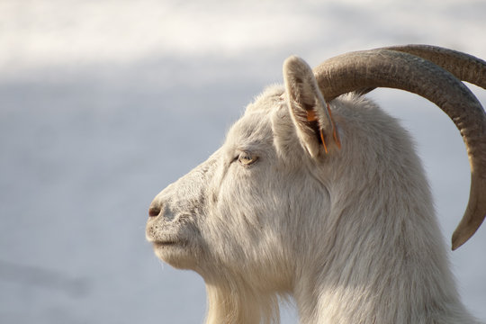 White goat with big horns
