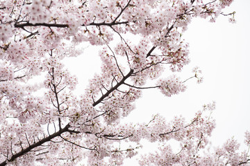 On this picture, a beautiful peach tree full of flowers is seen. The flowers look pretty delicate and amazing. On the background, the bright sky is seen during the day.