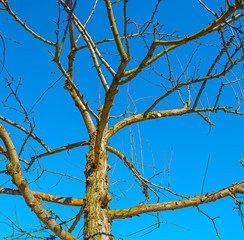 Branch on a background of the sky
