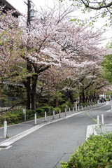 On this picture, a beautiful peach tree full of flowers is seen. The flowers look pretty delicate and amazing. On the background, the bright sky is seen during the day.