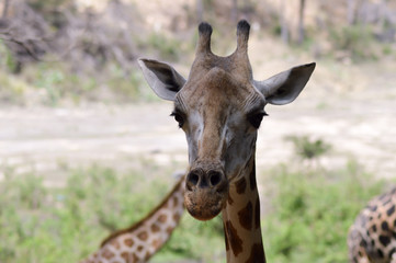 Giraffe head in a park