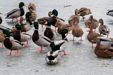 sehr hungrige Enten bei der Fütterung an einem sehr kalten Wintertag in Ufernähe