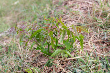 Neem tree, neem flower, a bitter taste, vegetable